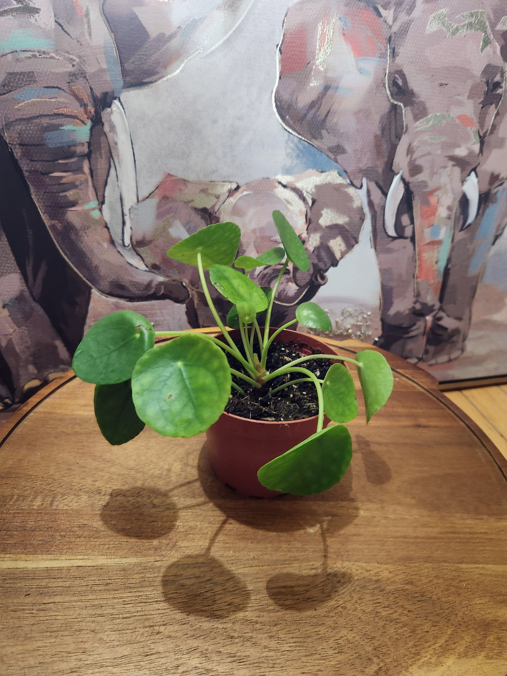 Pilea