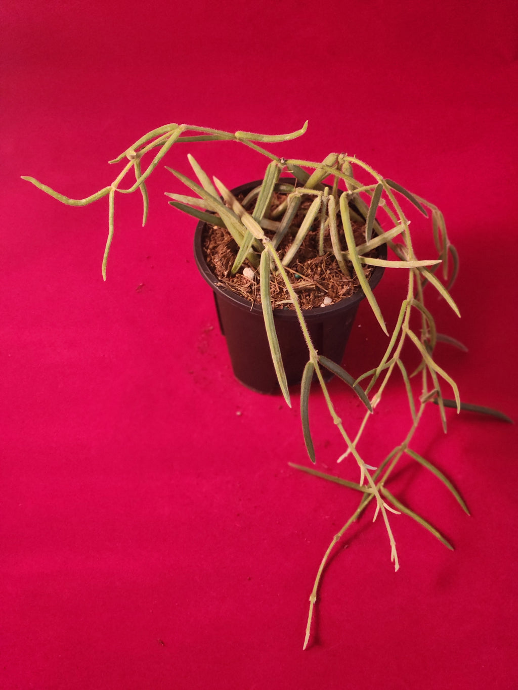 Hoya Linearis Trailing Houseplant