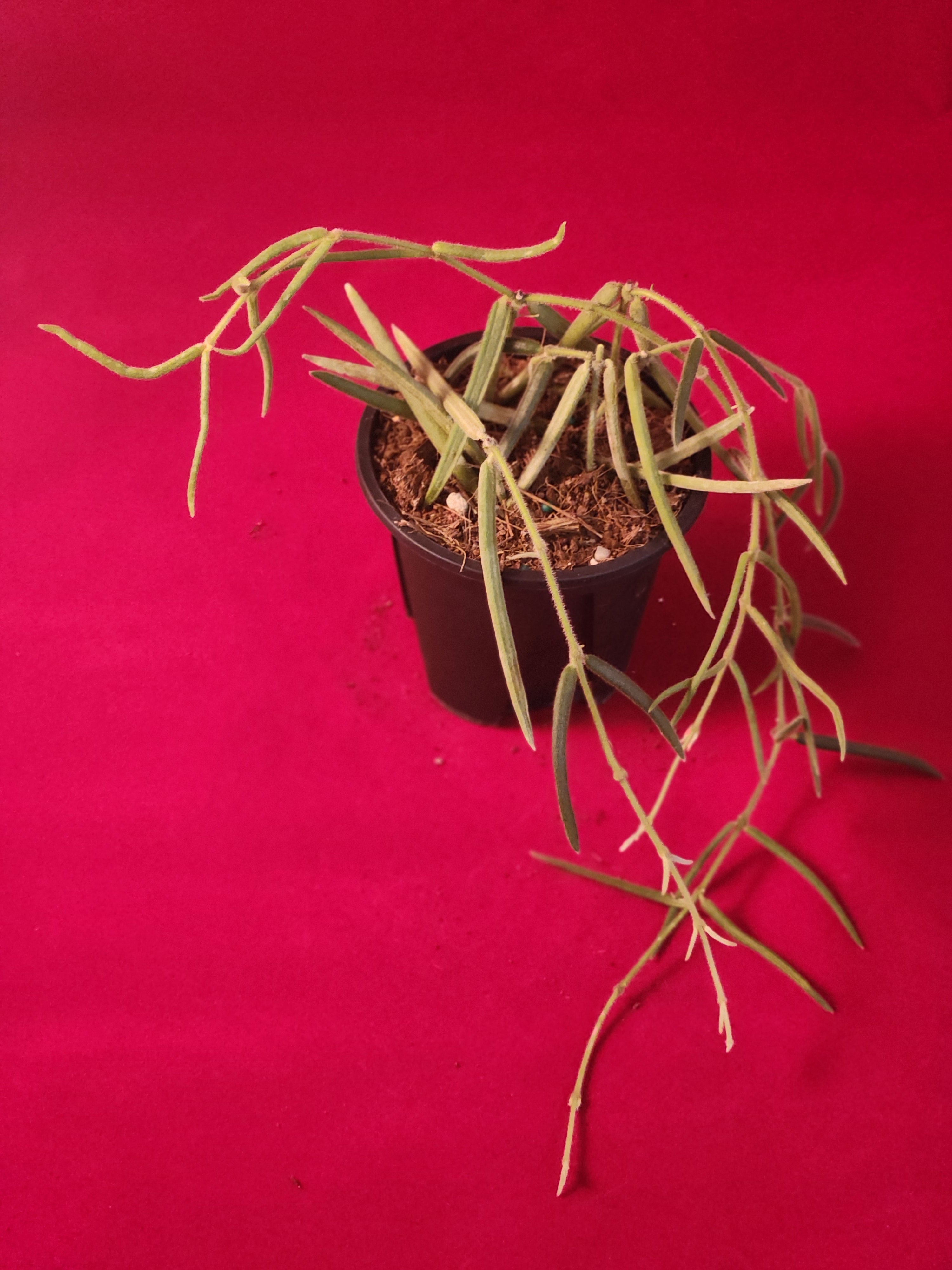 Hoya Linearis Trailing Houseplant