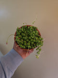 String of Pearls