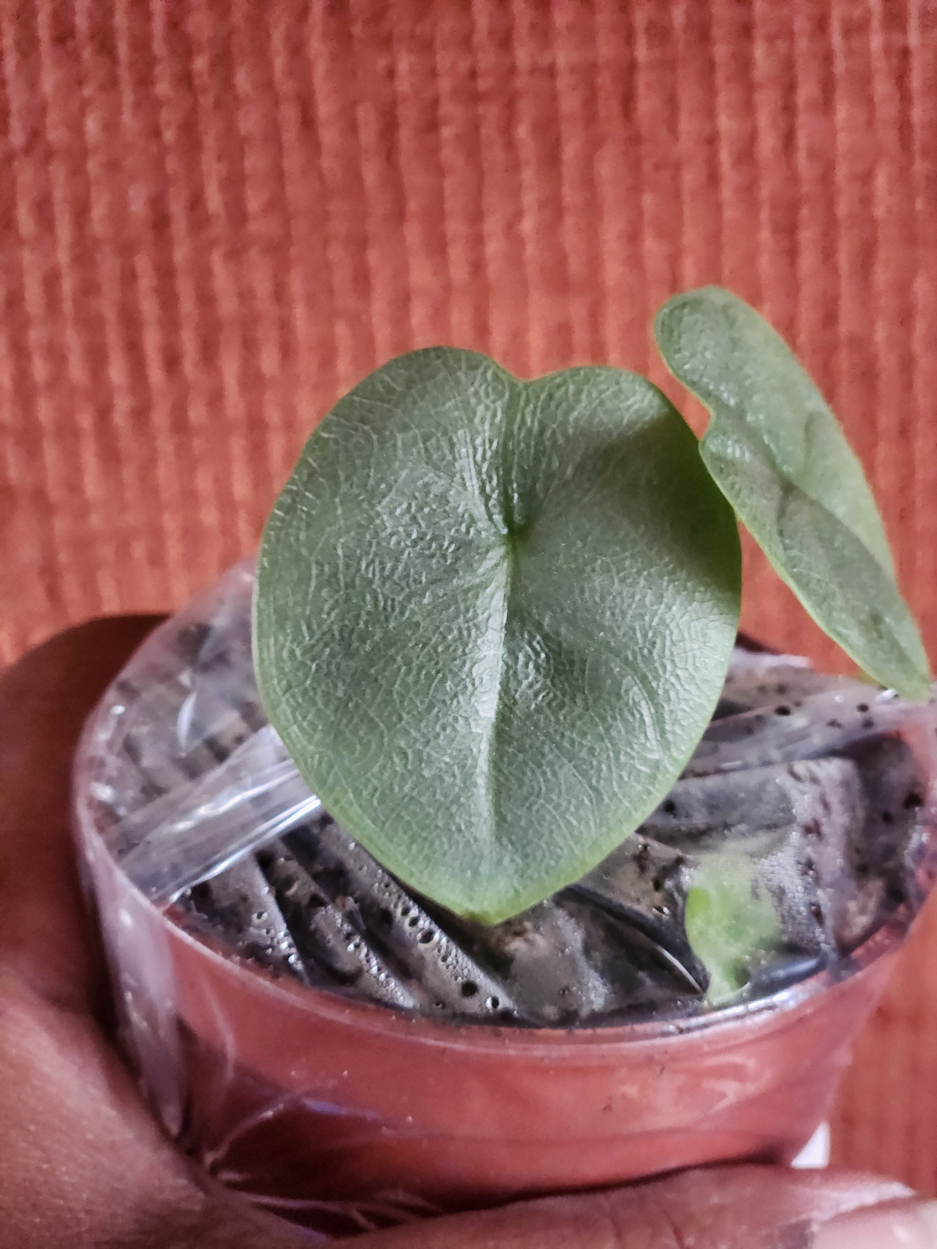Alocasia Melo 3" starter