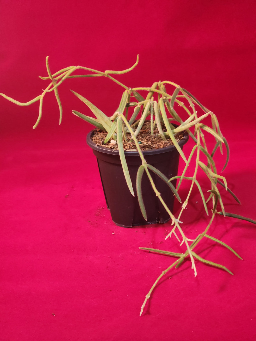 Hoya Linearis Trailing Houseplant