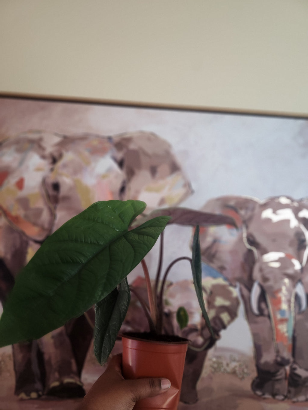Alocasia Scalprum
