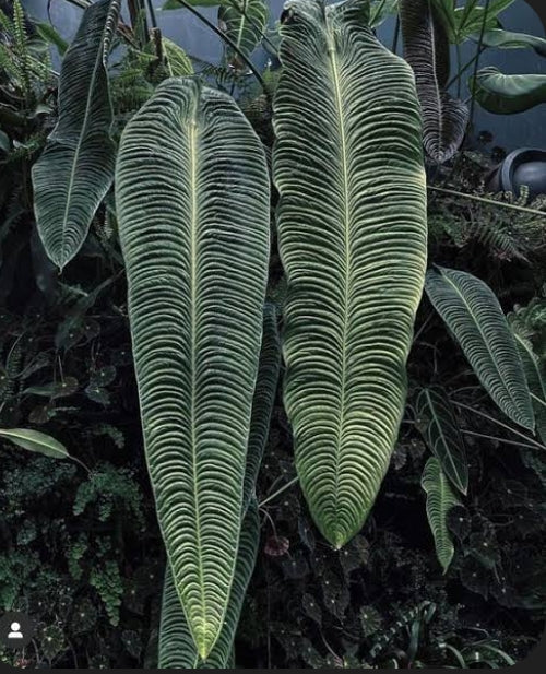 Anthurium Veitchii 4"