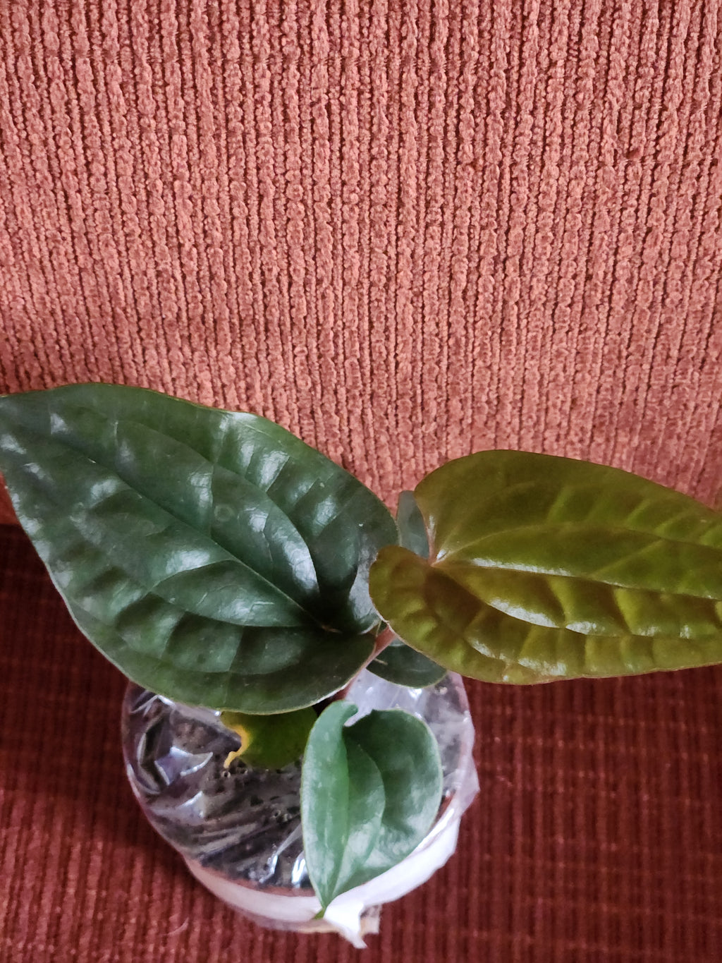 Anthurium Radicans X Luxurians 3" starter