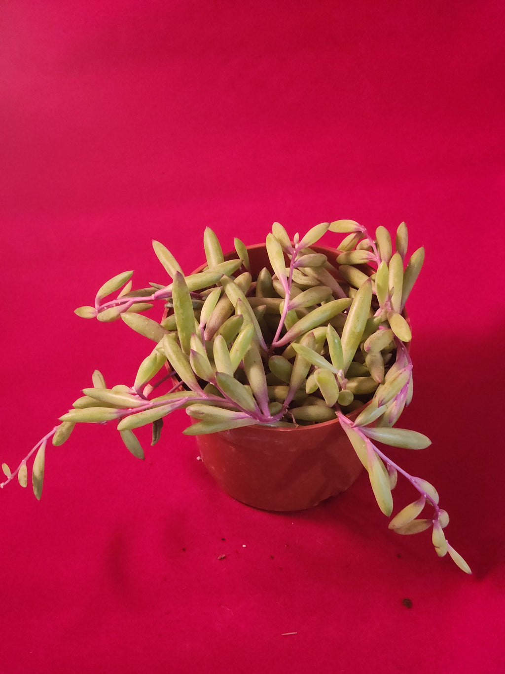 Othonna capensis 'Ruby Necklace' [large]