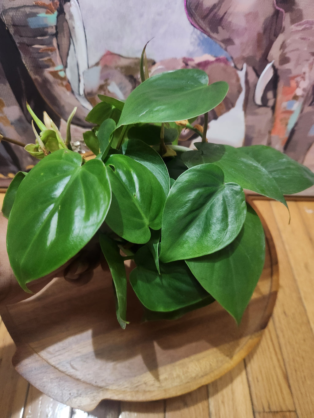 Heartleaf Philodendron Indoor Trailing Plant