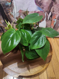 Heartleaf Philodendron Indoor Trailing Plant