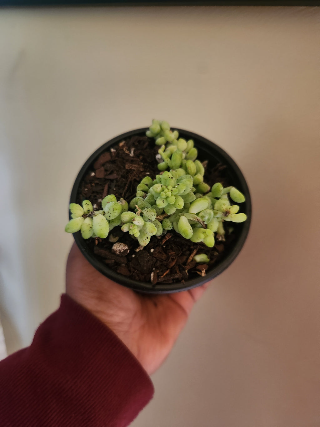 Donkeytail succulent