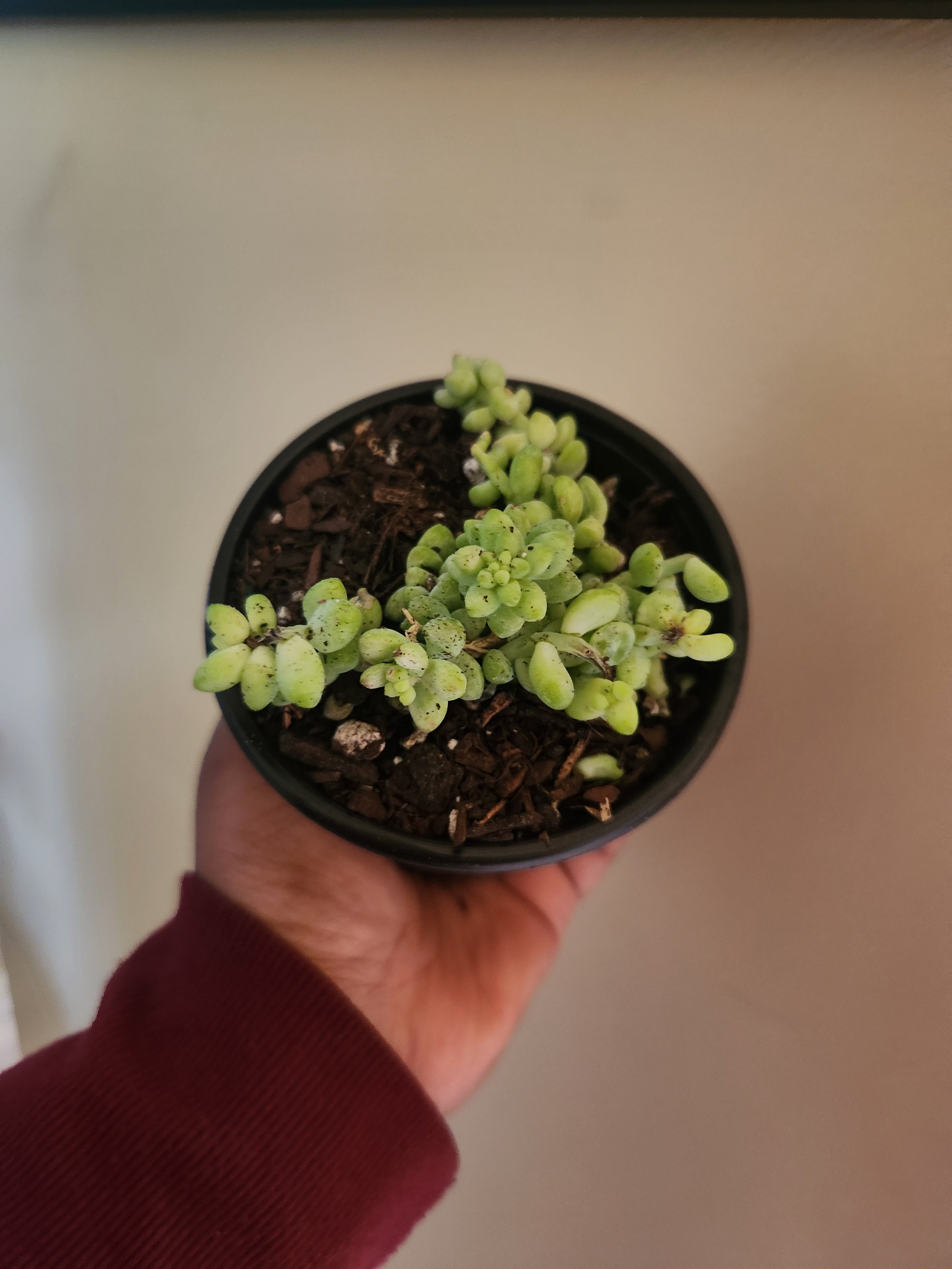 Donkeytail succulent