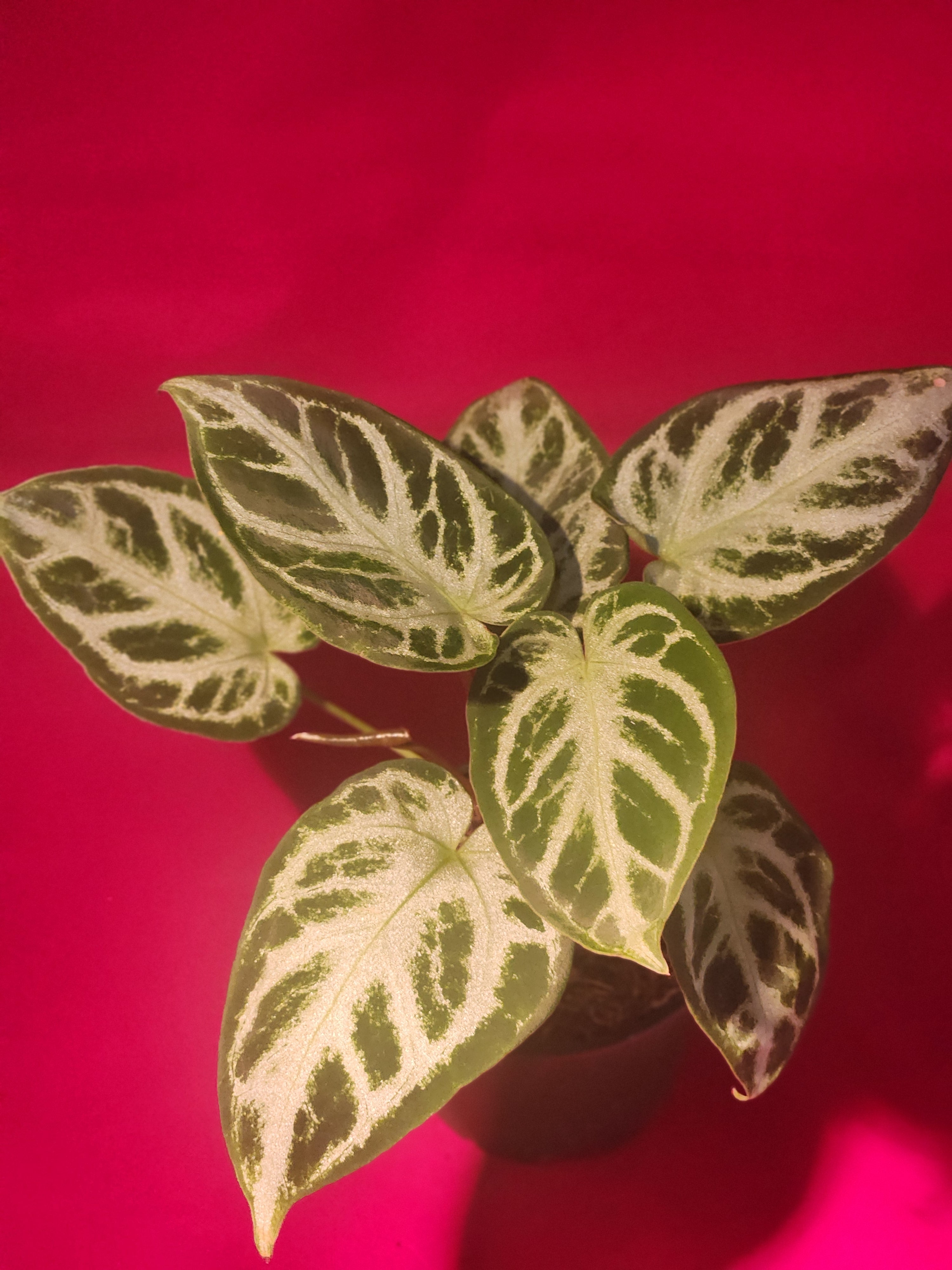 Anthurium Silver Blush