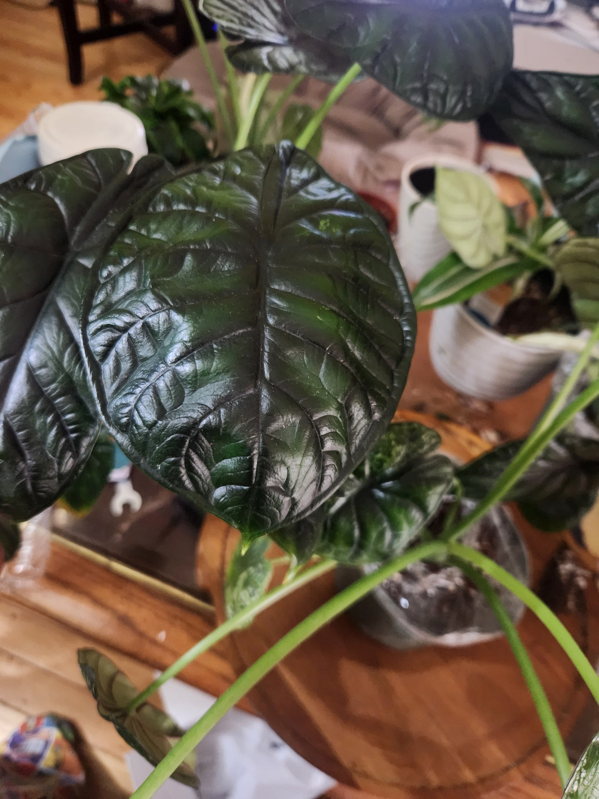 6" Alocasia 'Green Dragon Scale'