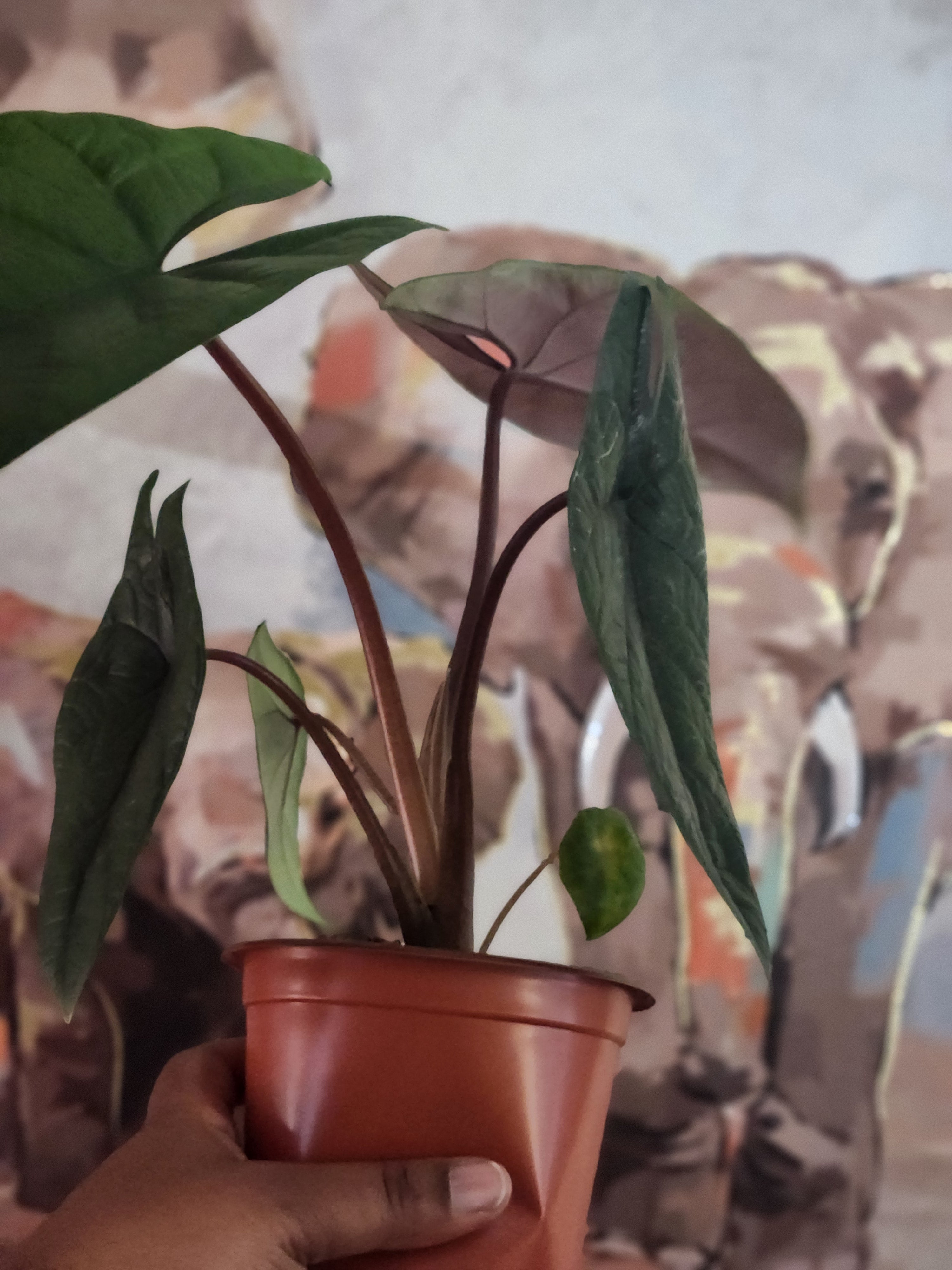 Alocasia Scalprum