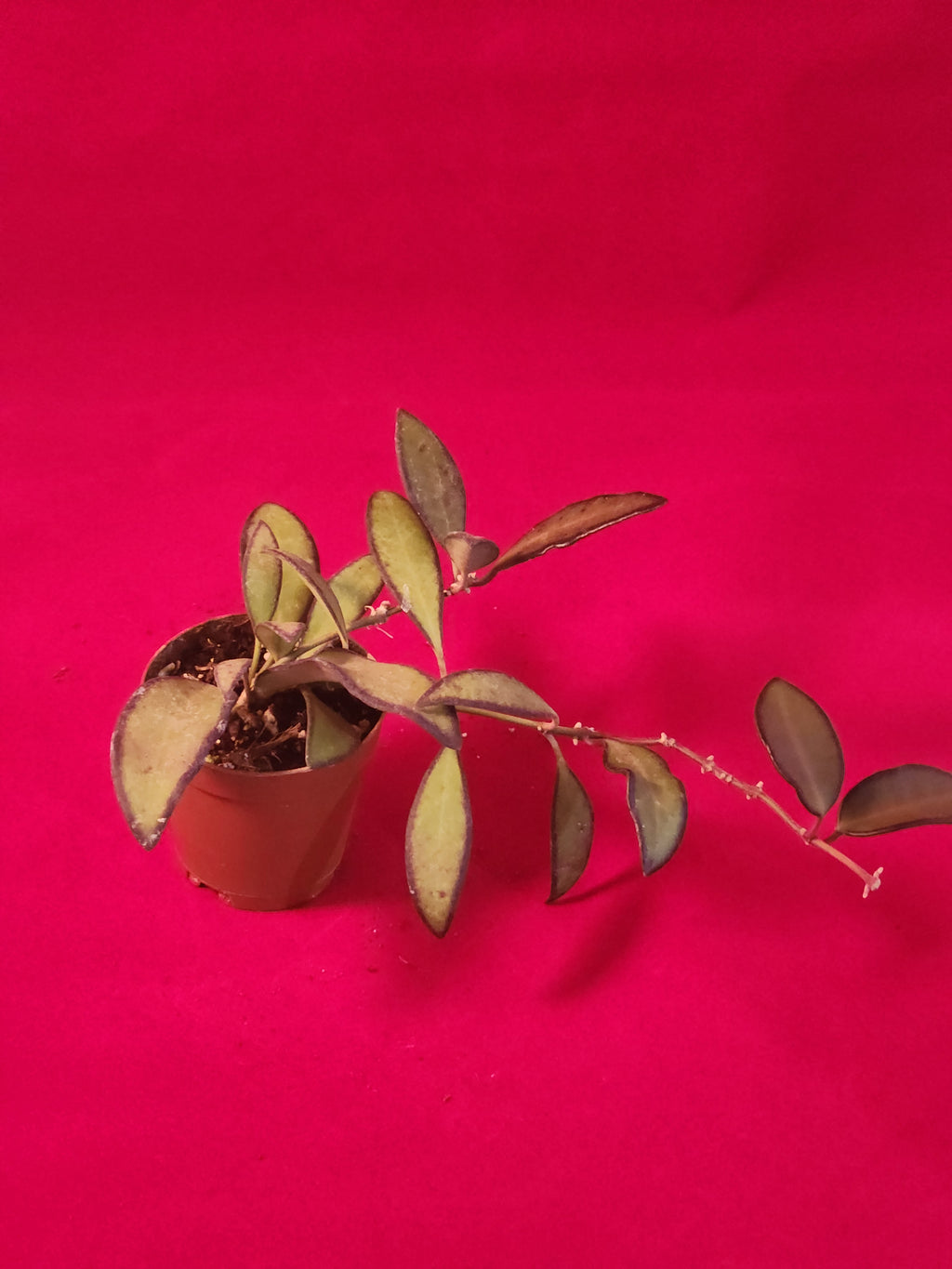 2" Hoya wayetii × tsangii