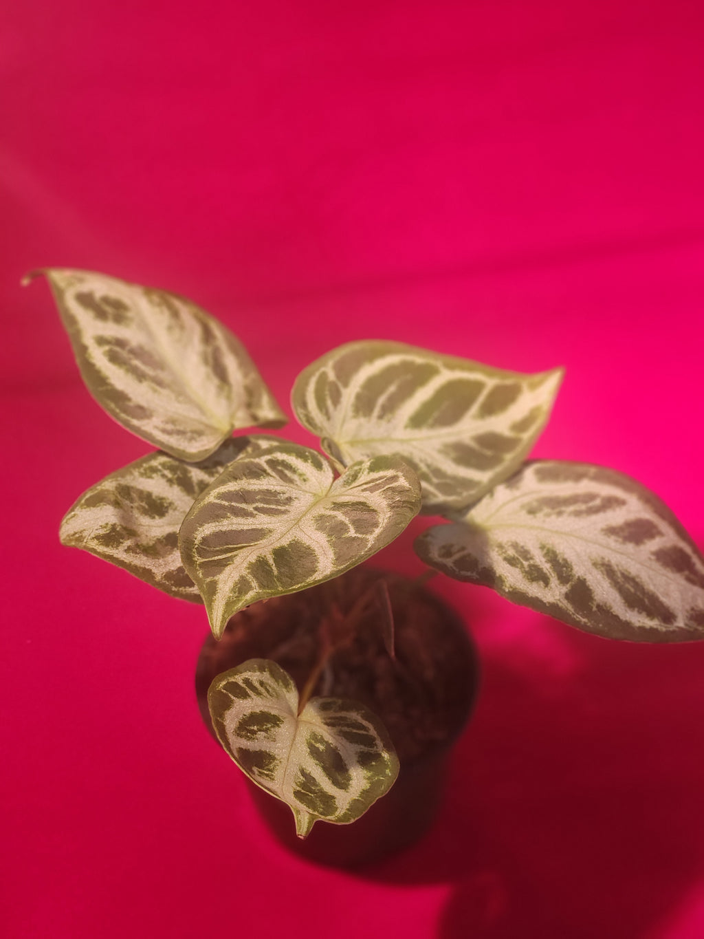 Anthurium Silver Blush