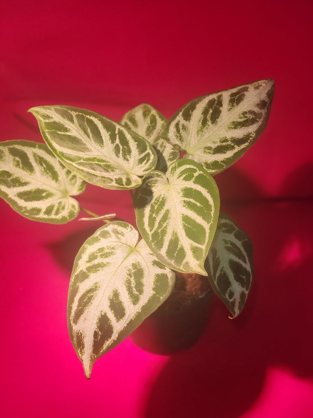 Anthurium Silver Blush