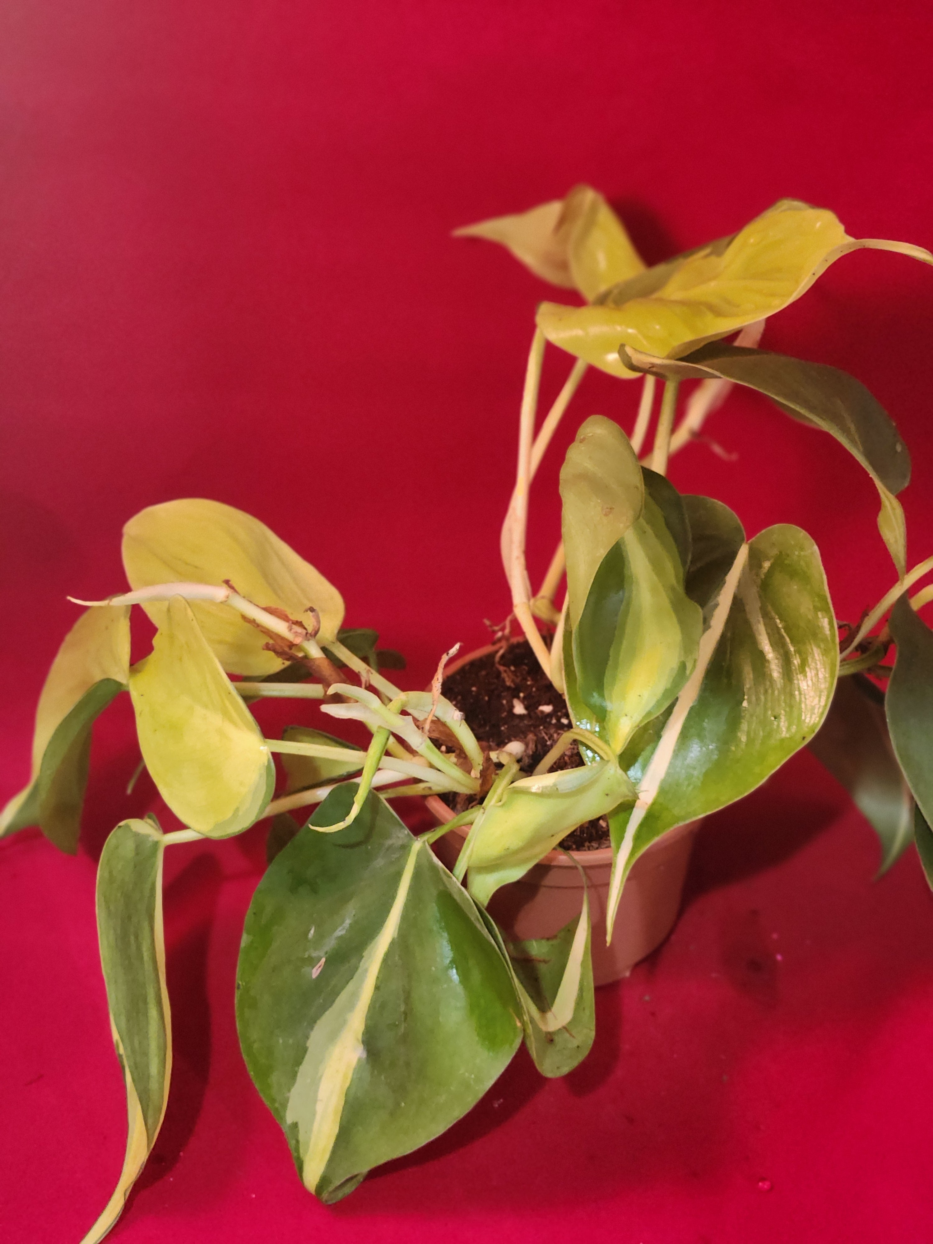 Philodendron Brasil 4in