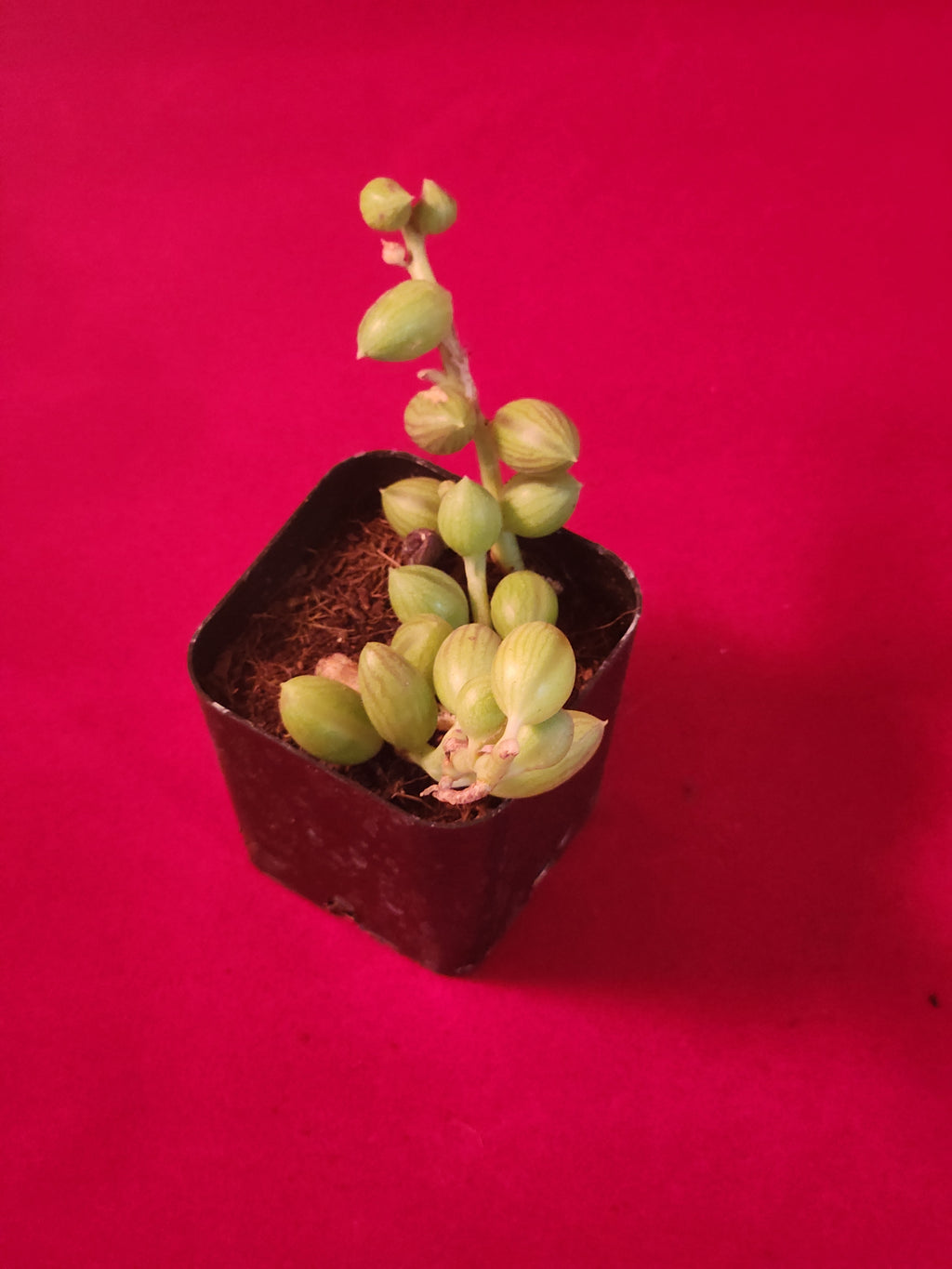 Senecio herreanus - String of Watermelons