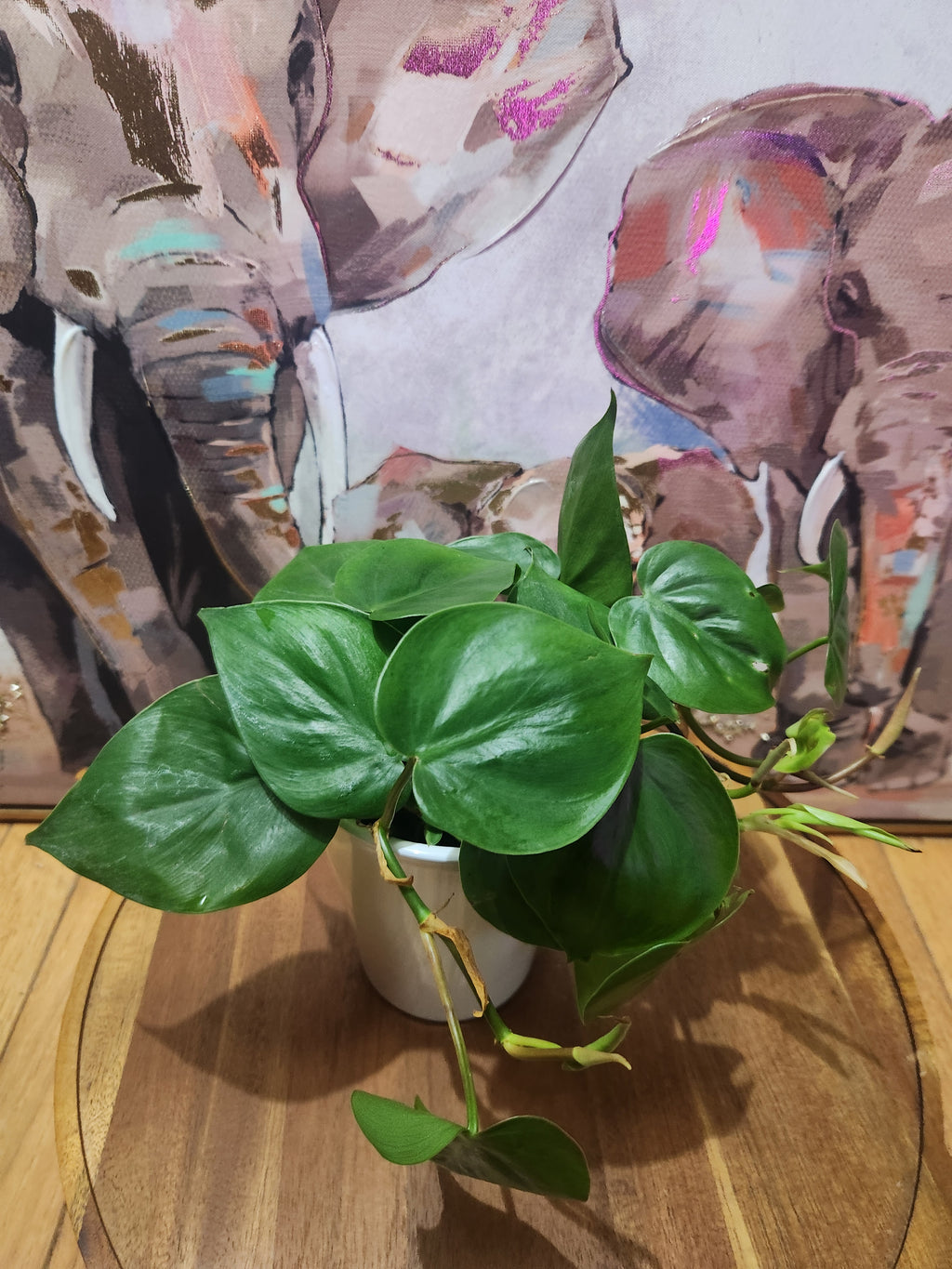 Heartleaf Philodendron Indoor Trailing Plant