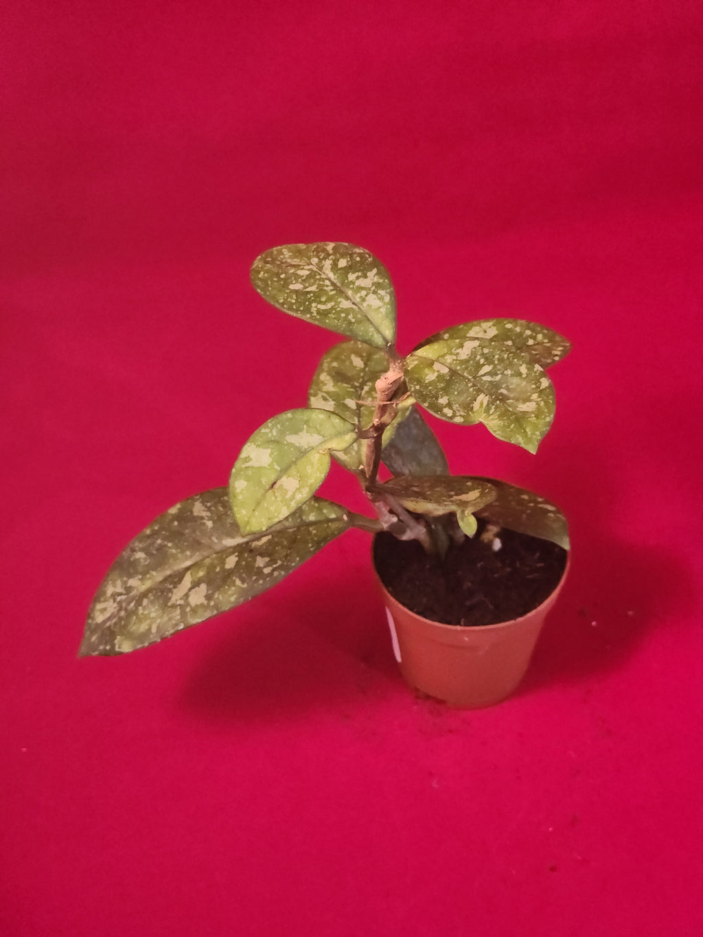 Hoya Carnosa (Splash)