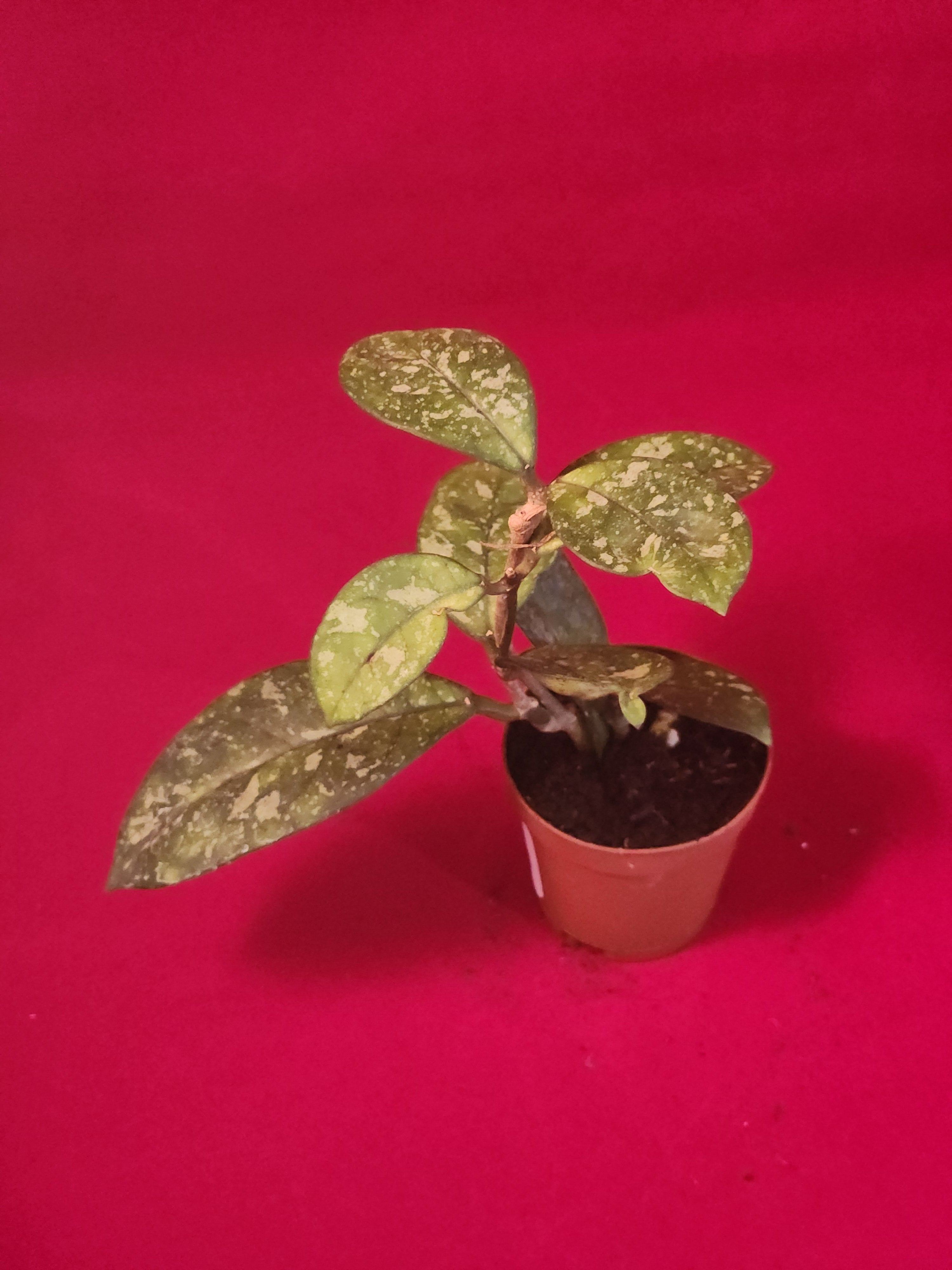 Hoya Carnosa (Splash)