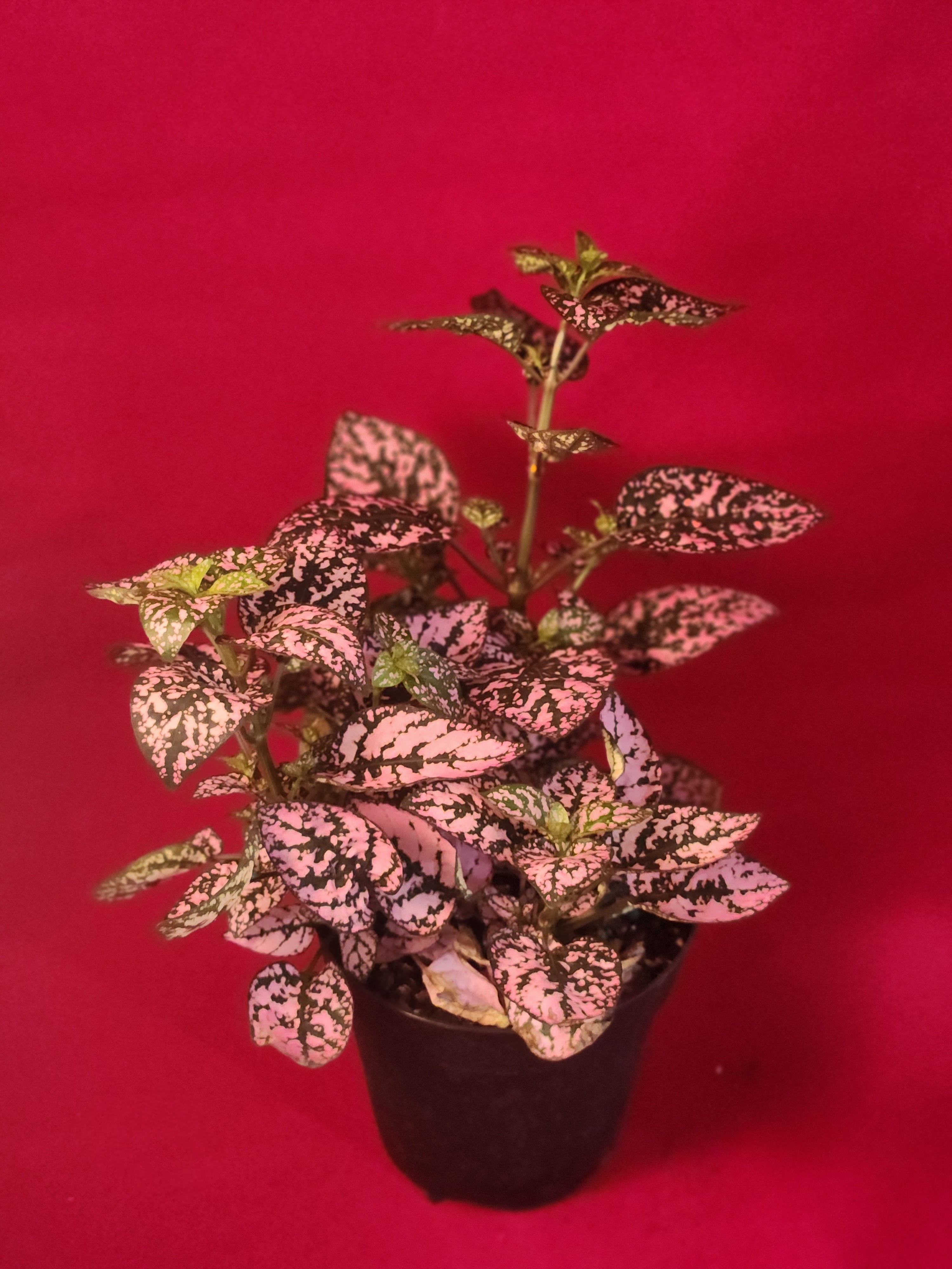 Pink Polka Dot plant