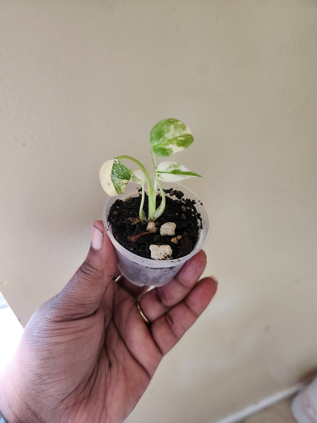 Monstera Creme Brule 2 inch