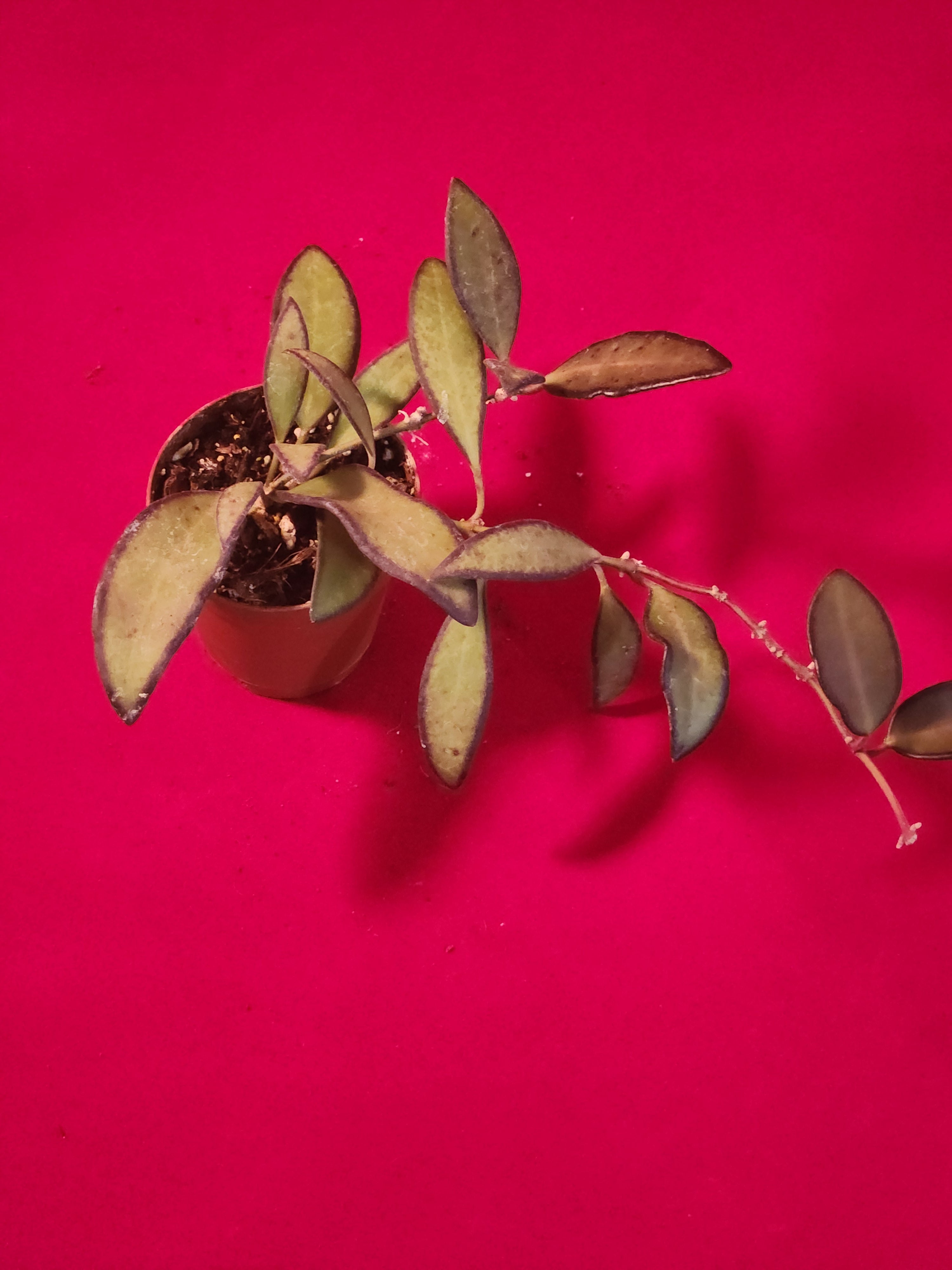 2" Hoya wayetii × tsangii