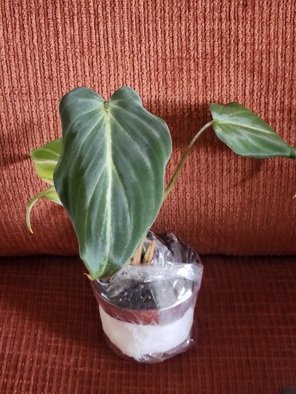 Philodendron Gloriosum Dark Form 3" starter
