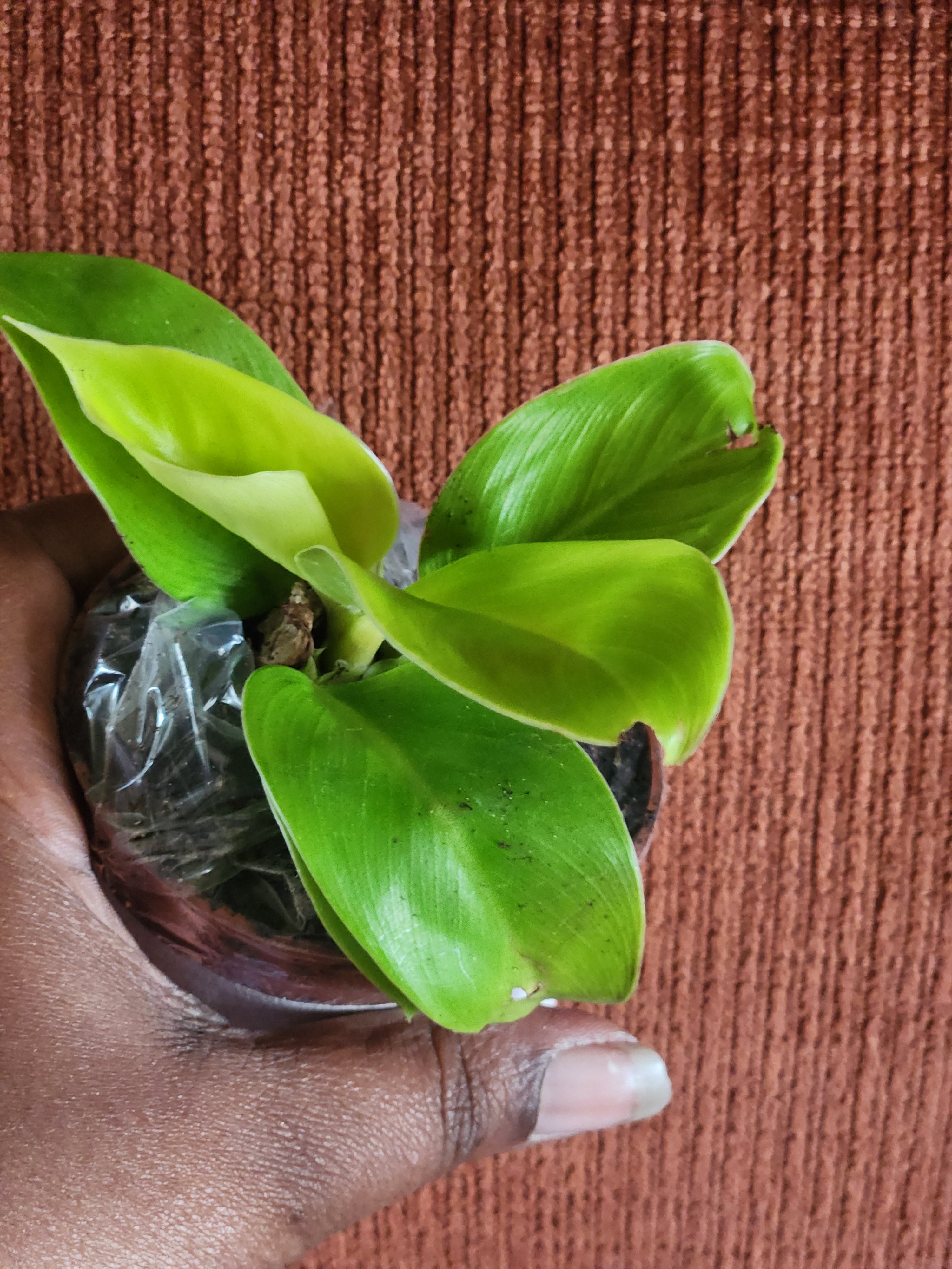 Philodendron Moonlight 3 in