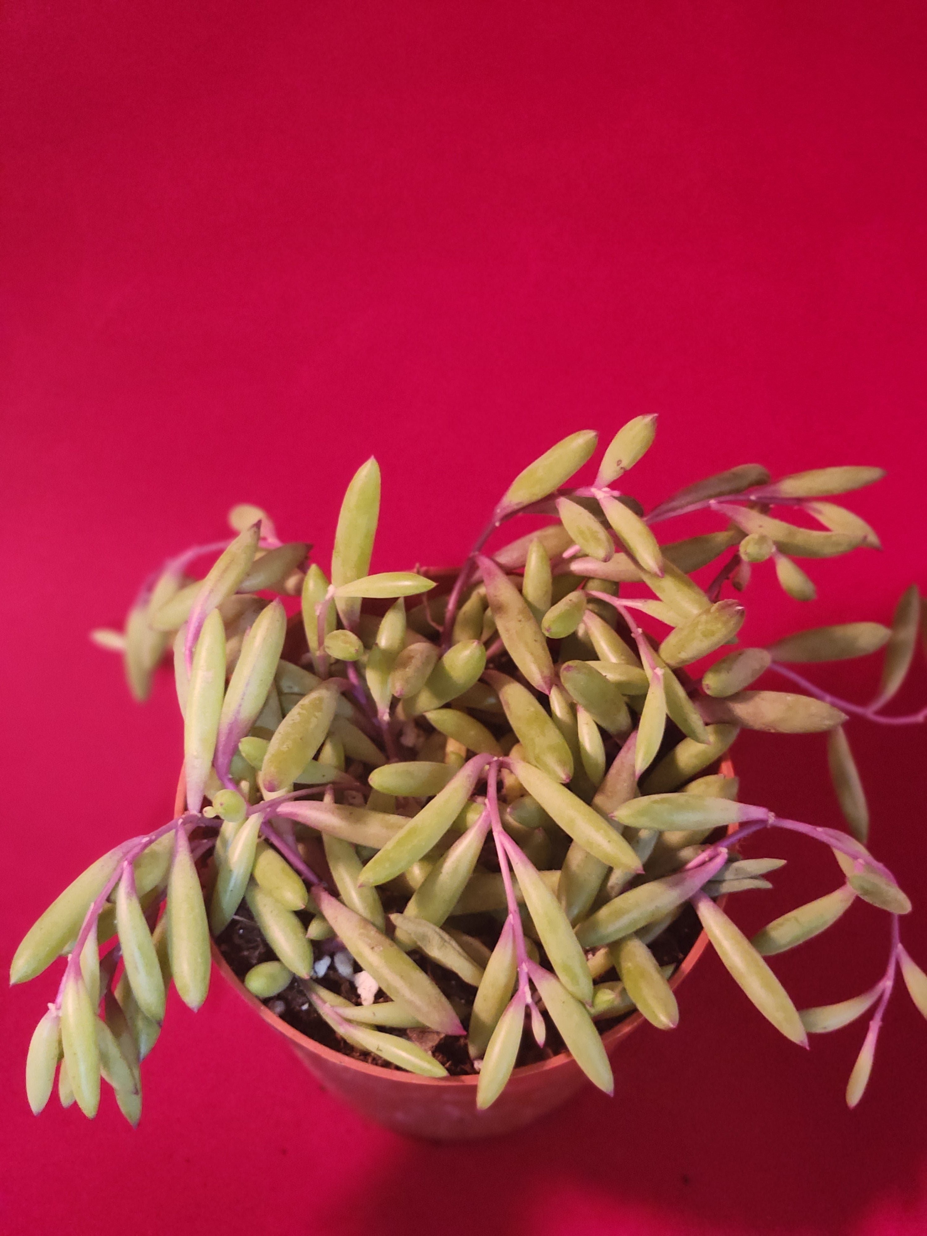 Othonna capensis 'Ruby Necklace' [large]