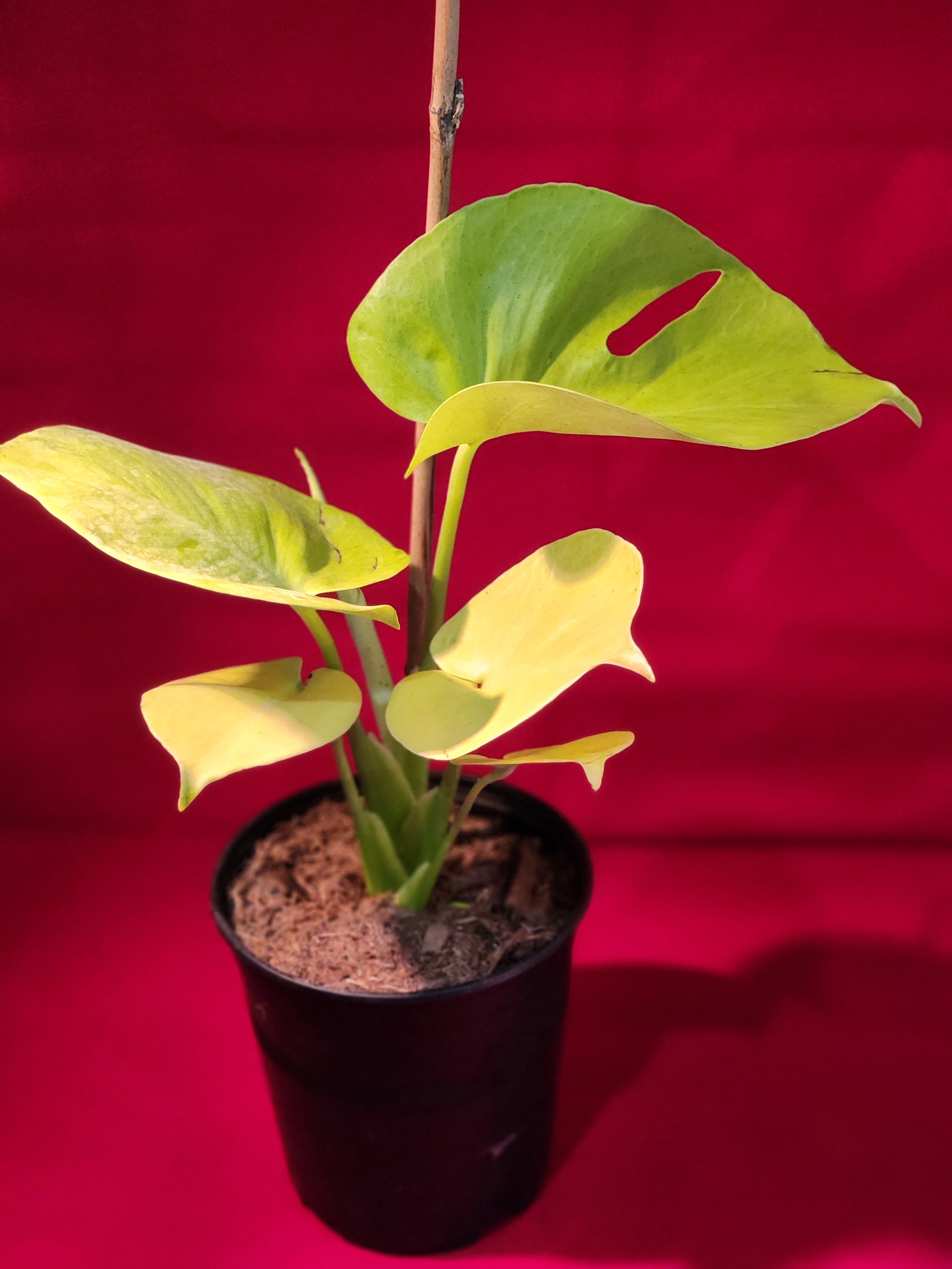 Monstera Lemon Lime 6"