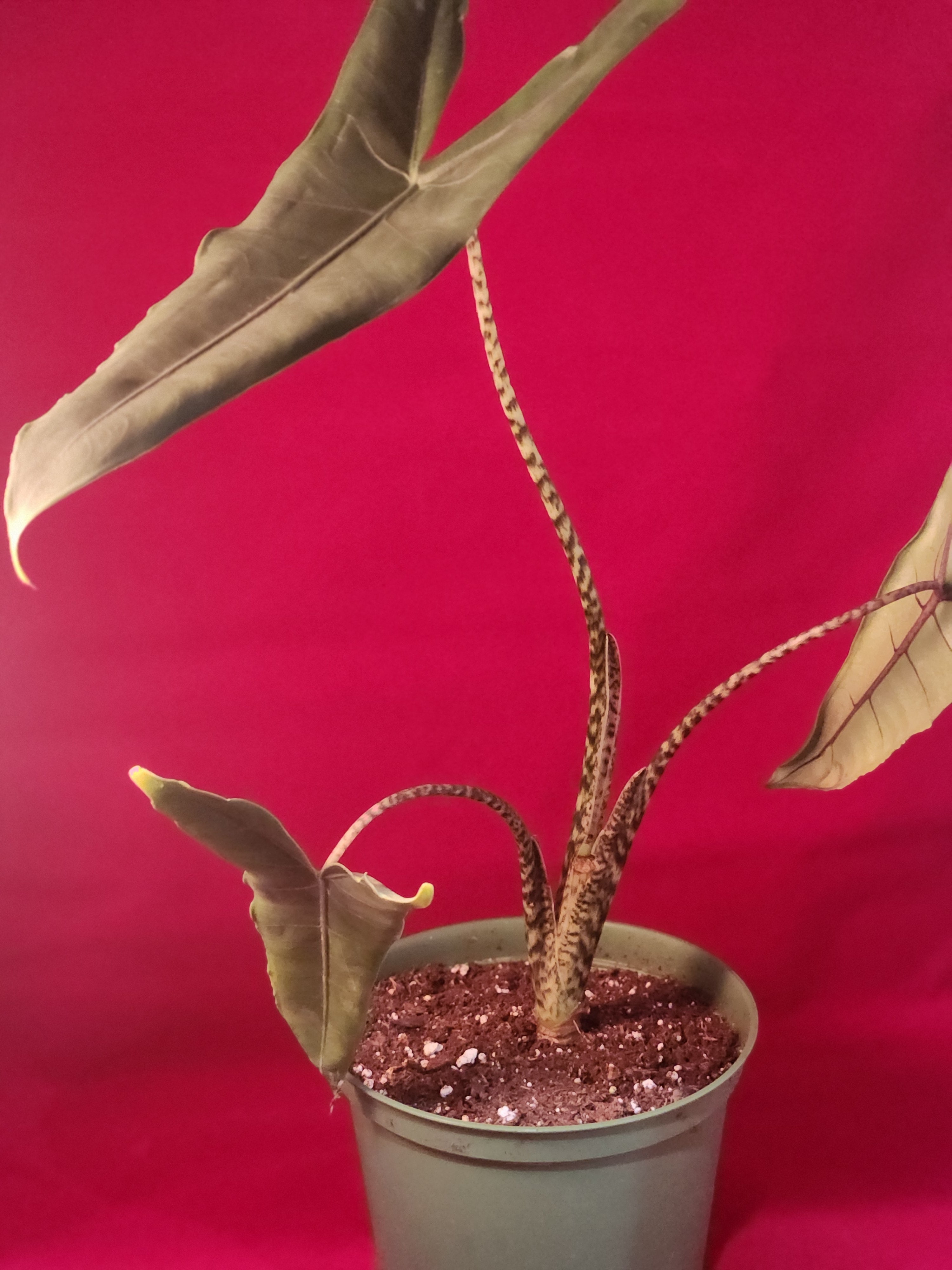 Alocasia Tigrina