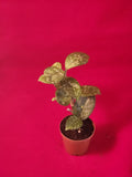Hoya Carnosa (Splash)