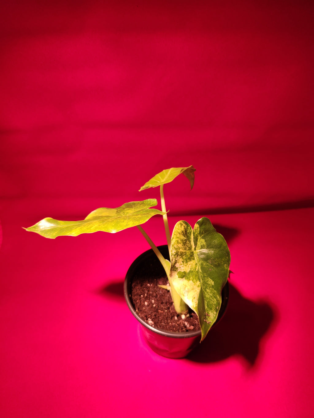 Alocasia Gageana 4"