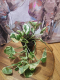 N'Joy Pothos in 3" Nursery Pot