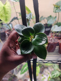 Reverted Philodendron Birkin