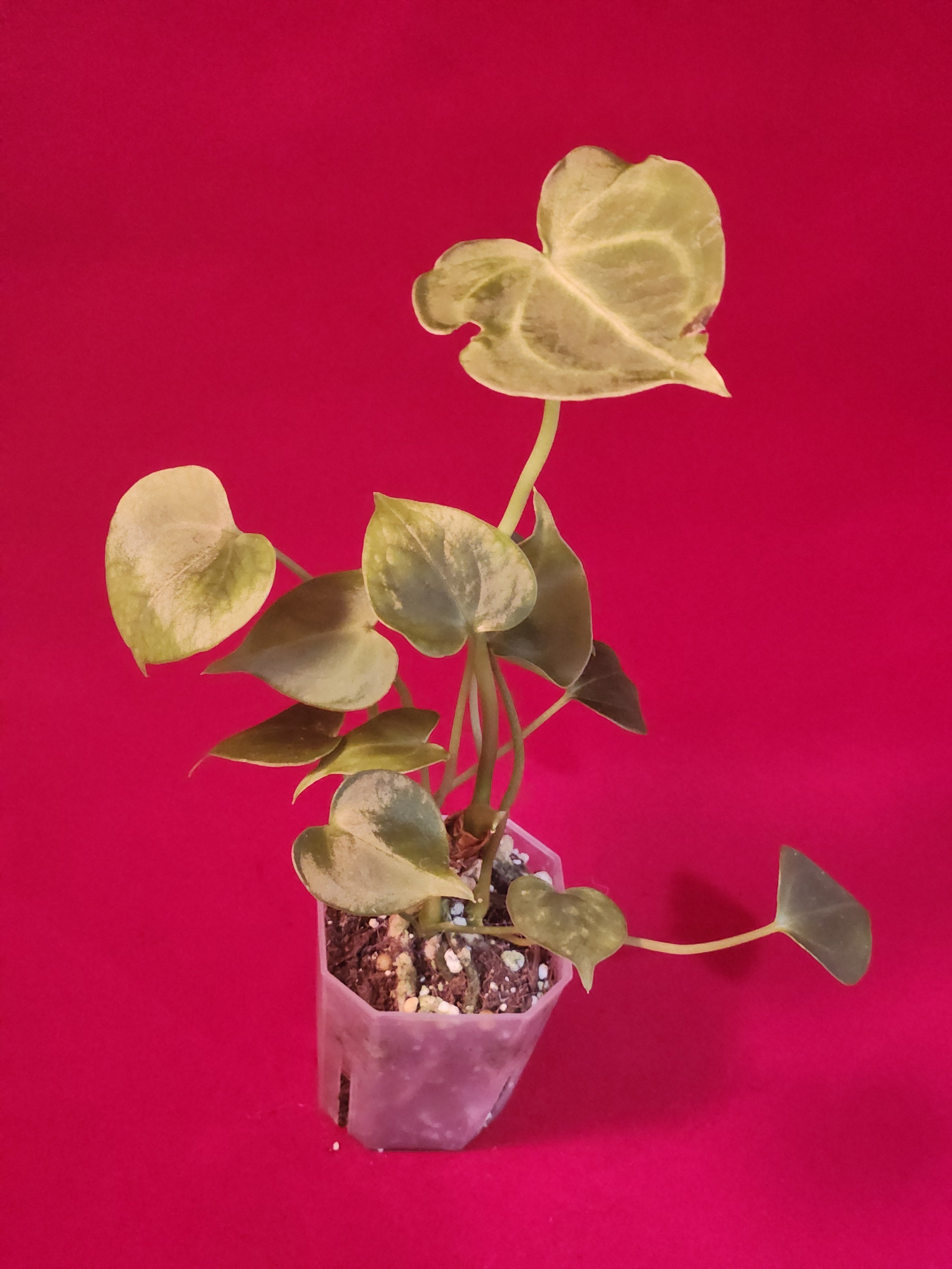 Anthurium Clarinervium
