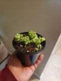 Donkeytail succulent
