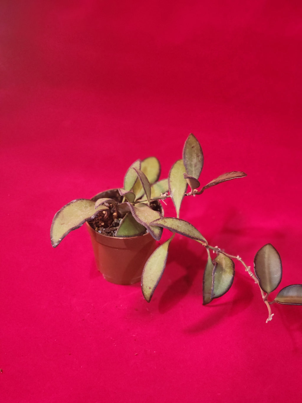 2" Hoya wayetii × tsangii