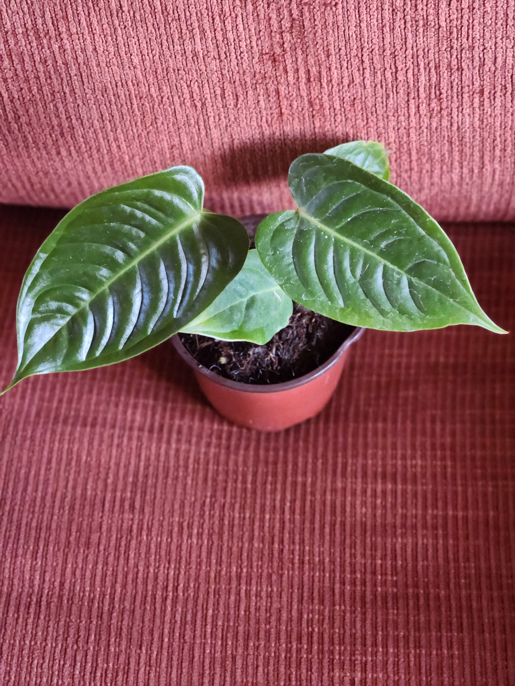 Anthurium Veitchii 4"