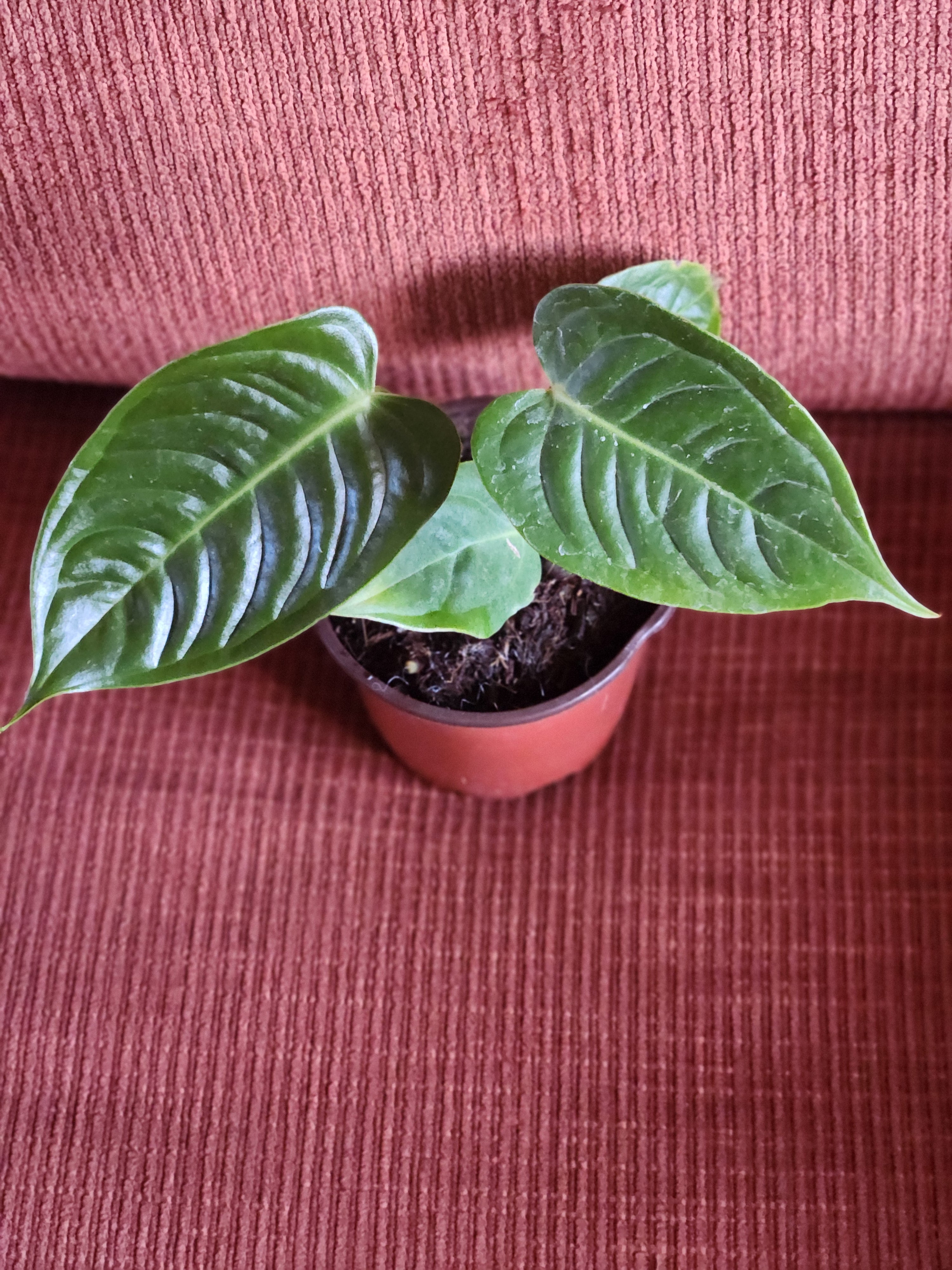 Anthurium Veitchii 4"