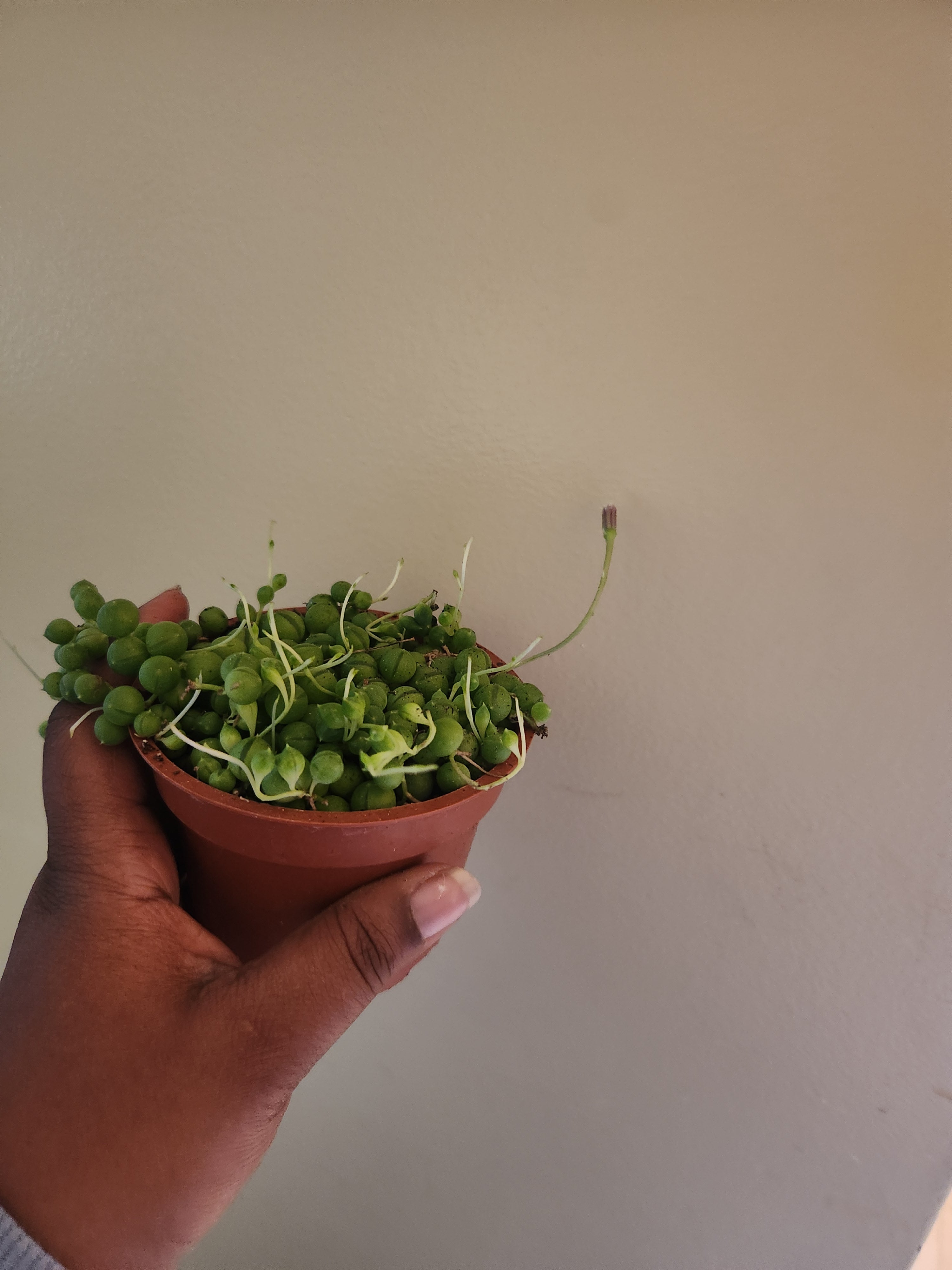 String of Pearls