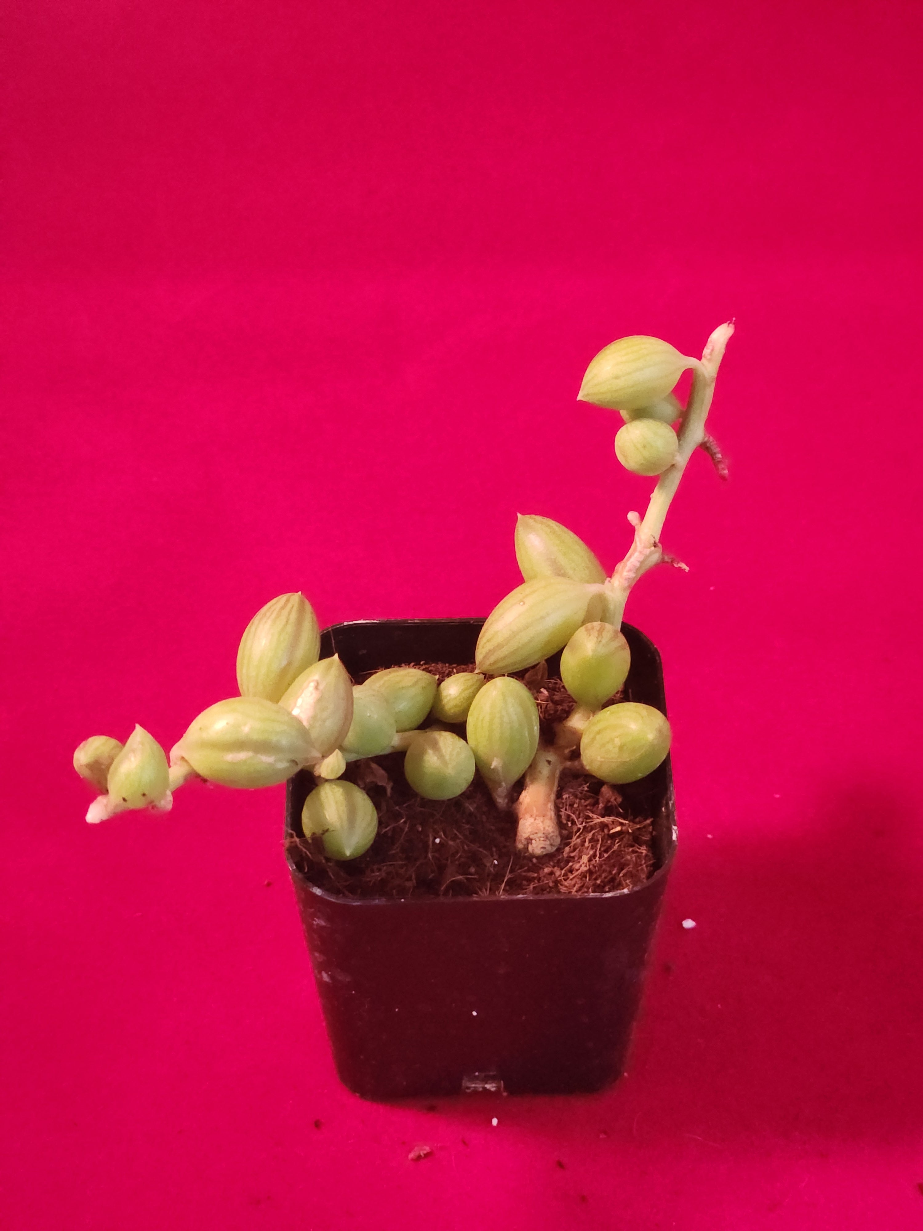 Senecio herreanus - String of Watermelons