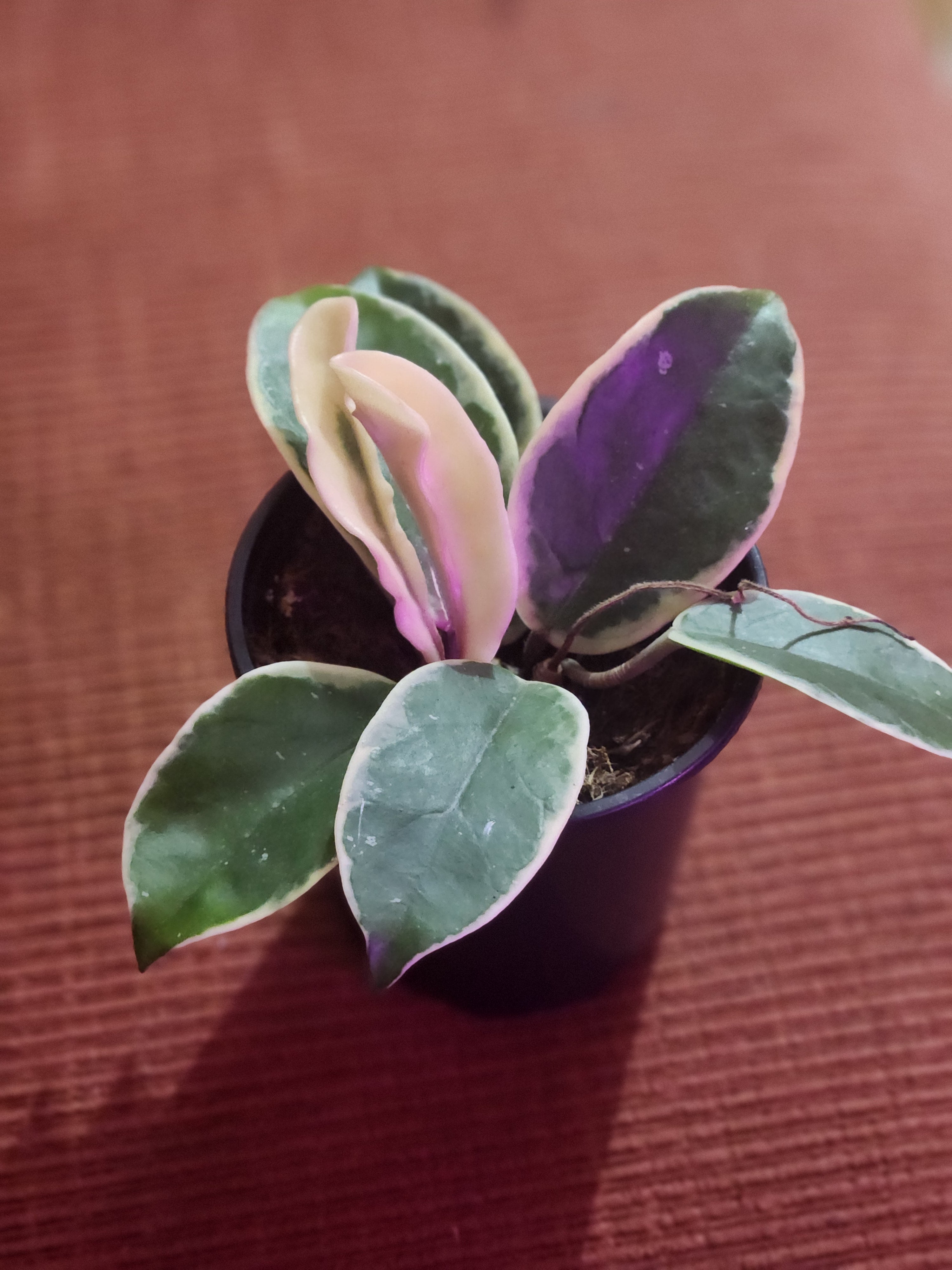 Hoya Carnosa(Krimson Queen) 4"