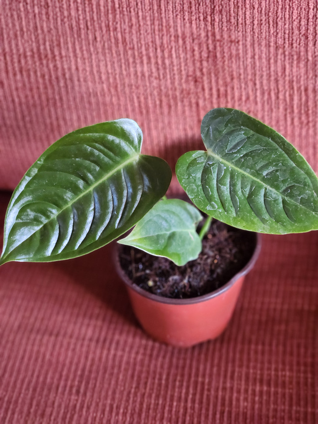Anthurium Veitchii 4"