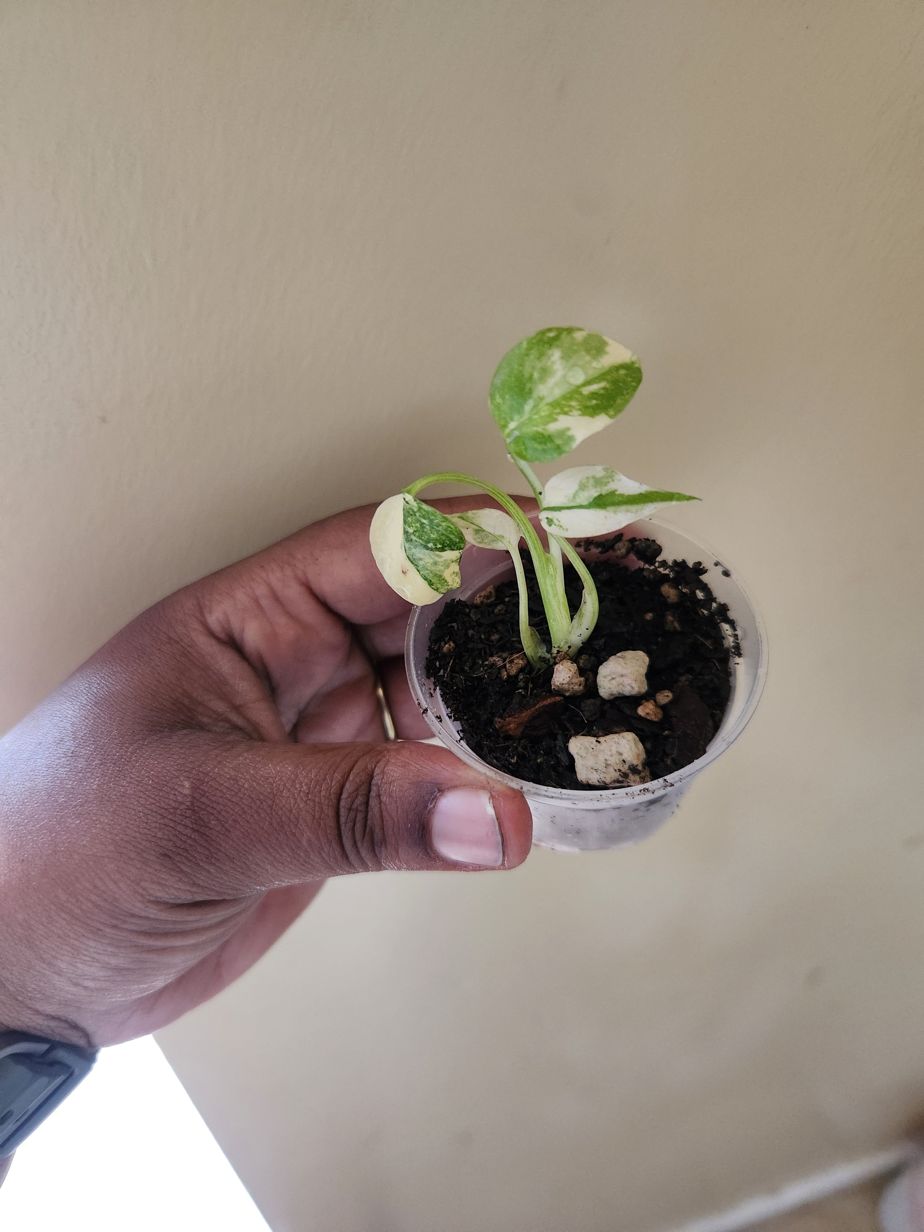 Monstera Creme Brule 2 inch