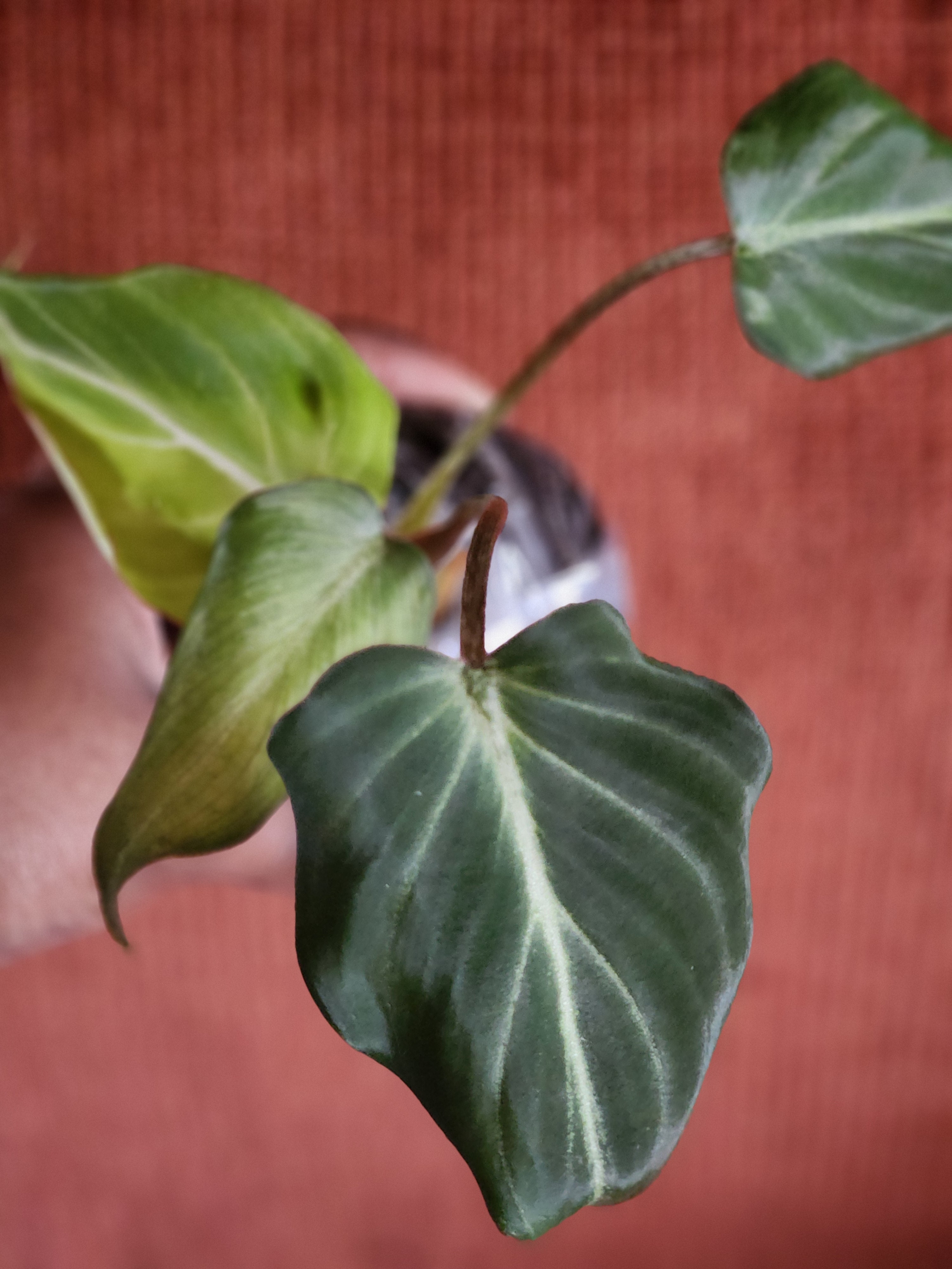 Philodendron Gloriosum Dark Form 3" starter