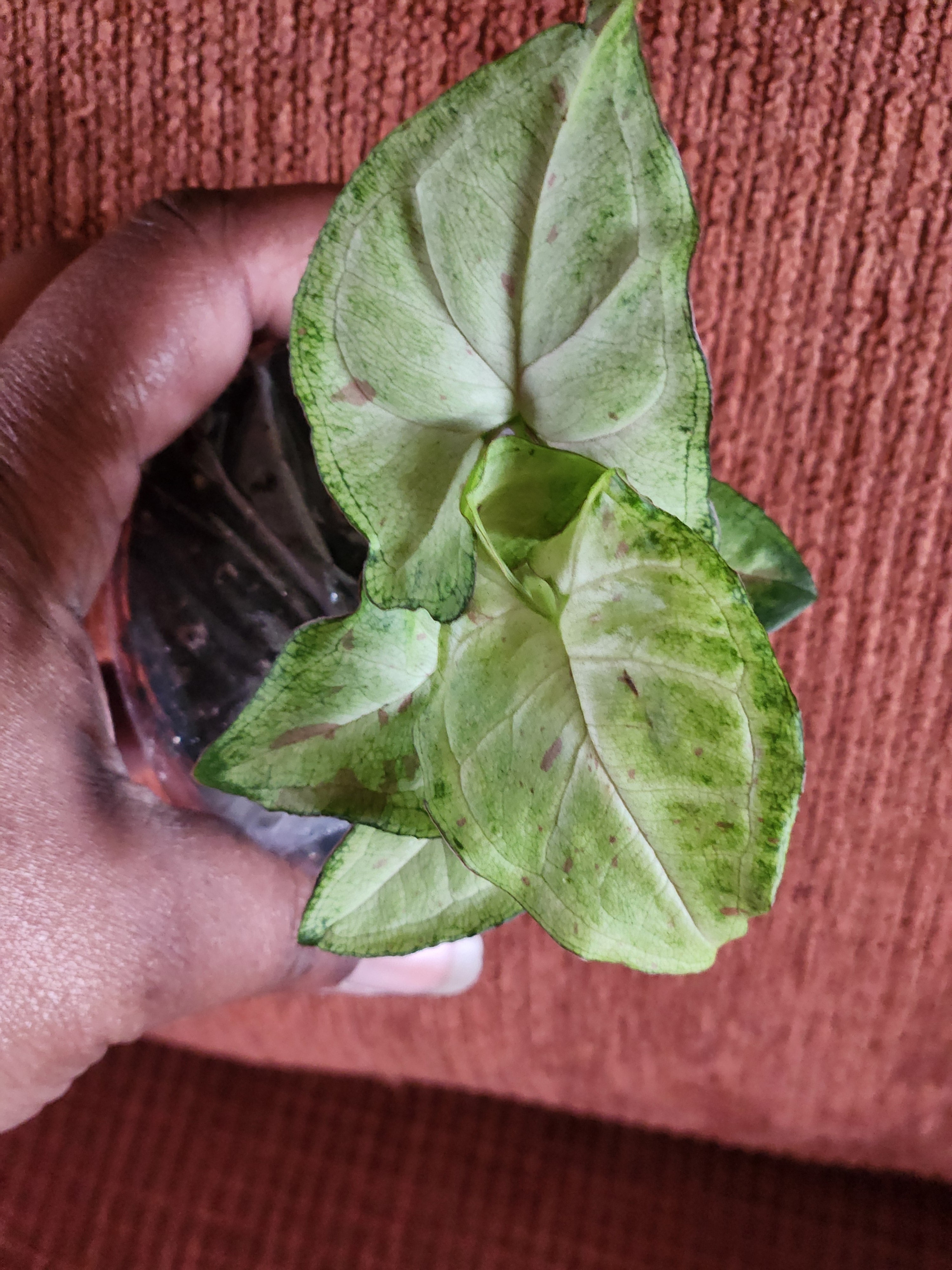 Syngonium Milk Confetti (Fiesta) Houseplant – 3" Pot