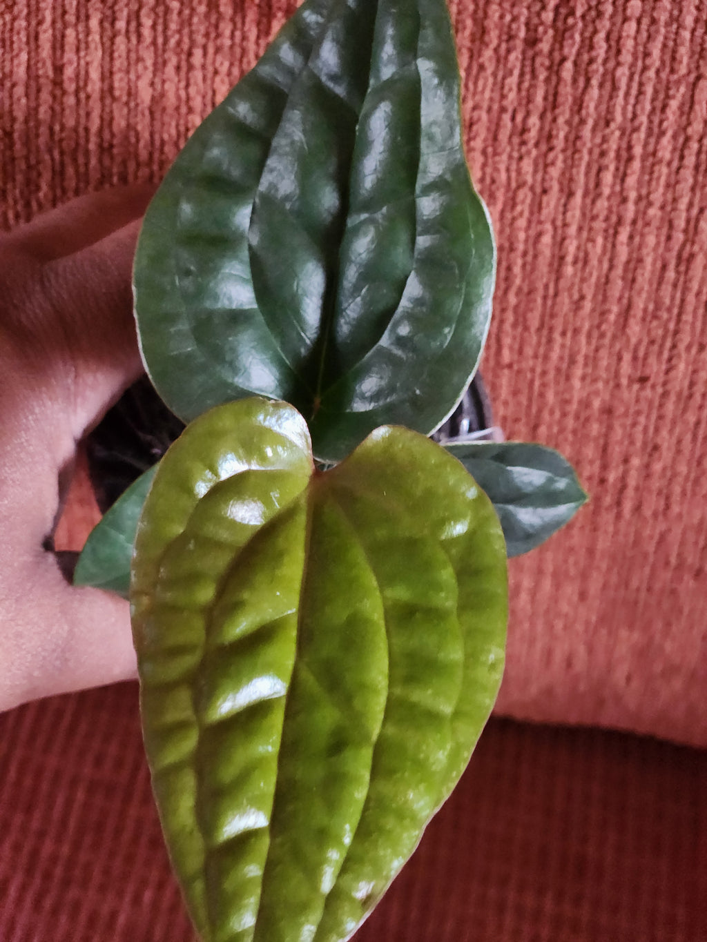Anthurium Radicans X Luxurians 3" starter